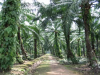 Plantação de palmeira para extrair óleo de cozinha
