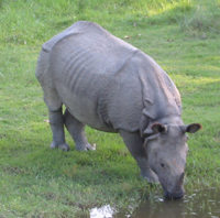 Rinoceronte no Parque Chitwan