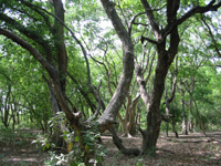 Vegetação típica do Terai - sal forest